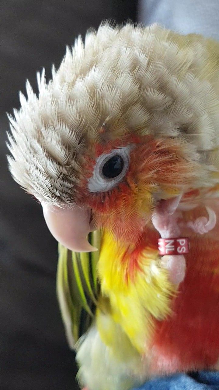 Conure de Molina ananas
